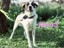 KORA3, Hund, Boxer-Mix in Spanien - Bild 15