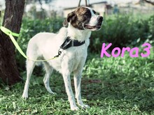 KORA3, Hund, Boxer-Mix in Spanien - Bild 16