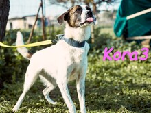 KORA3, Hund, Boxer-Mix in Spanien - Bild 2