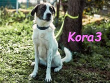 KORA3, Hund, Boxer-Mix in Spanien - Bild 3