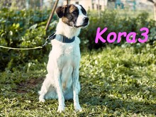 KORA3, Hund, Boxer-Mix in Spanien - Bild 4