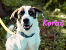 KORA3, Hund, Boxer-Mix in Spanien - Bild 5