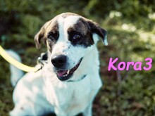 KORA3, Hund, Boxer-Mix in Spanien - Bild 8