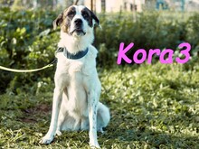 KORA3, Hund, Boxer-Mix in Spanien - Bild 9