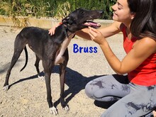 BRUSS, Hund, Galgo Español in Spanien - Bild 1