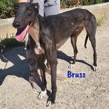 BRUSS, Hund, Galgo Español in Spanien - Bild 2