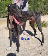 BRUSS, Hund, Galgo Español in Spanien - Bild 3