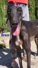 BRUSS, Hund, Galgo Español in Spanien - Bild 4