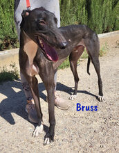 BRUSS, Hund, Galgo Español in Spanien - Bild 5