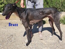 BRUSS, Hund, Galgo Español in Spanien - Bild 6