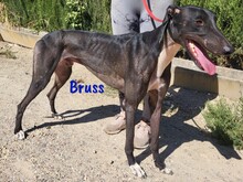 BRUSS, Hund, Galgo Español in Spanien - Bild 7