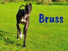 BRUSS, Hund, Galgo Español in Bordelum