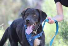 LAMBO, Hund, Mischlingshund in Aerzen - Bild 3