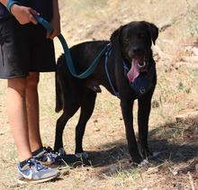 LAMBO, Hund, Mischlingshund in Aerzen - Bild 4