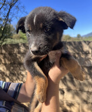 RIO, Hund, Mischlingshund in Griechenland - Bild 2