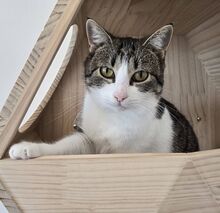 GRETEL, Katze, Hauskatze in Ungarn - Bild 4