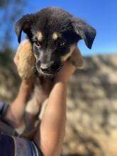 ZYNA, Hund, Mischlingshund in Griechenland - Bild 2