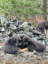 ZYNA, Hund, Mischlingshund in Griechenland - Bild 6