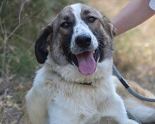 JEMILE, Hund, Mischlingshund in Griechenland - Bild 1