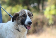 JEMILE, Hund, Mischlingshund in Griechenland - Bild 2