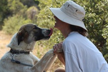 JEMILE, Hund, Mischlingshund in Griechenland - Bild 3