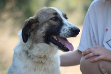 JEMILE, Hund, Mischlingshund in Griechenland - Bild 4