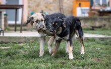 RILEY, Hund, Mischlingshund in Kreuzau - Bild 4