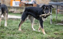 RILEY, Hund, Mischlingshund in Kreuzau - Bild 5