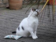 LUNA, Katze, Europäisch Kurzhaar in Hückelhoven - Bild 2