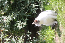 LUNA, Katze, Europäisch Kurzhaar in Hückelhoven - Bild 3