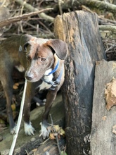 APOLLO, Hund, Mischlingshund in Leinfelden-Echterdingen - Bild 2