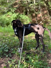 APOLLO, Hund, Mischlingshund in Leinfelden-Echterdingen - Bild 4