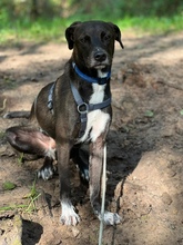 APOLLO, Hund, Mischlingshund in Leinfelden-Echterdingen - Bild 6