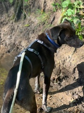 APOLLO, Hund, Mischlingshund in Leinfelden-Echterdingen - Bild 9