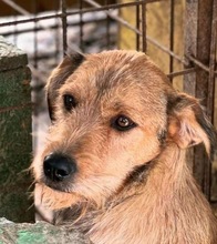 TINA, Hund, Mischlingshund in Rumänien - Bild 1