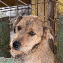 TINA, Hund, Mischlingshund in Rumänien - Bild 7