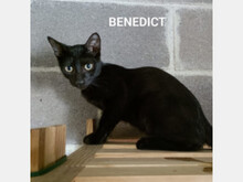 BENEDICT, Katze, Europäisch Kurzhaar in Spanien - Bild 1