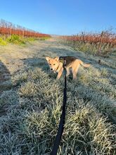 BLÜMCHEN, Hund, Mischlingshund in Grünstadt - Bild 11