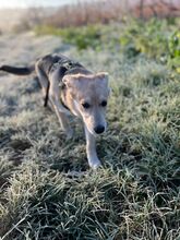 BLÜMCHEN, Hund, Mischlingshund in Grünstadt - Bild 19