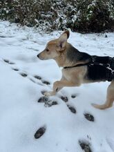 BLÜMCHEN, Hund, Mischlingshund in Grünstadt - Bild 4