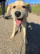 BLÜMCHEN, Hund, Mischlingshund in Grünstadt - Bild 9