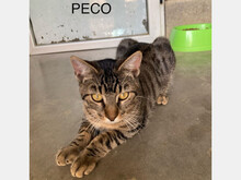 PECO, Katze, Europäisch Kurzhaar in Spanien - Bild 1