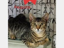 PECO, Katze, Europäisch Kurzhaar in Spanien - Bild 3