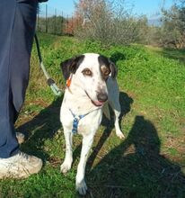 SOPHIE, Hund, Mischlingshund in Griechenland - Bild 1