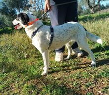 SOPHIE, Hund, Mischlingshund in Griechenland - Bild 4