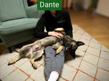 DANTE, Hund, Mischlingshund in Erding - Bild 2