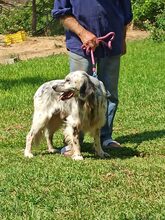 MARIOS, Hund, Irish Setter in Griechenland - Bild 2