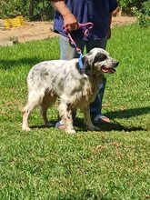 MARIOS, Hund, Irish Setter in Griechenland - Bild 3