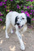 PAVLOS, Hund, Irish Setter in Griechenland - Bild 2