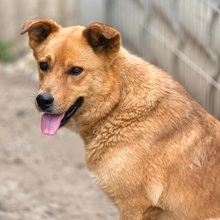 DAISY, Hund, Mischlingshund in Rumänien - Bild 1